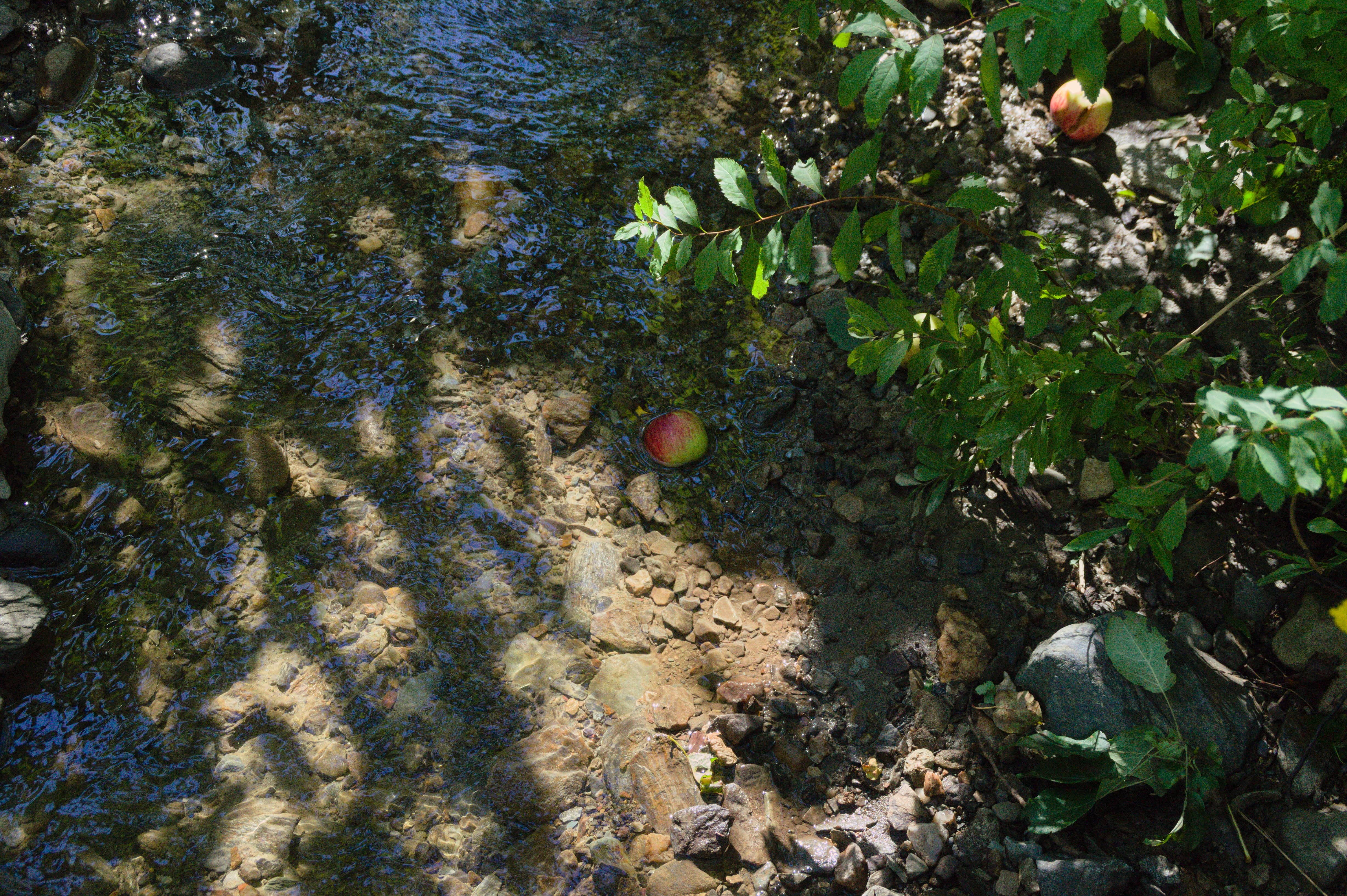 Apple in the water