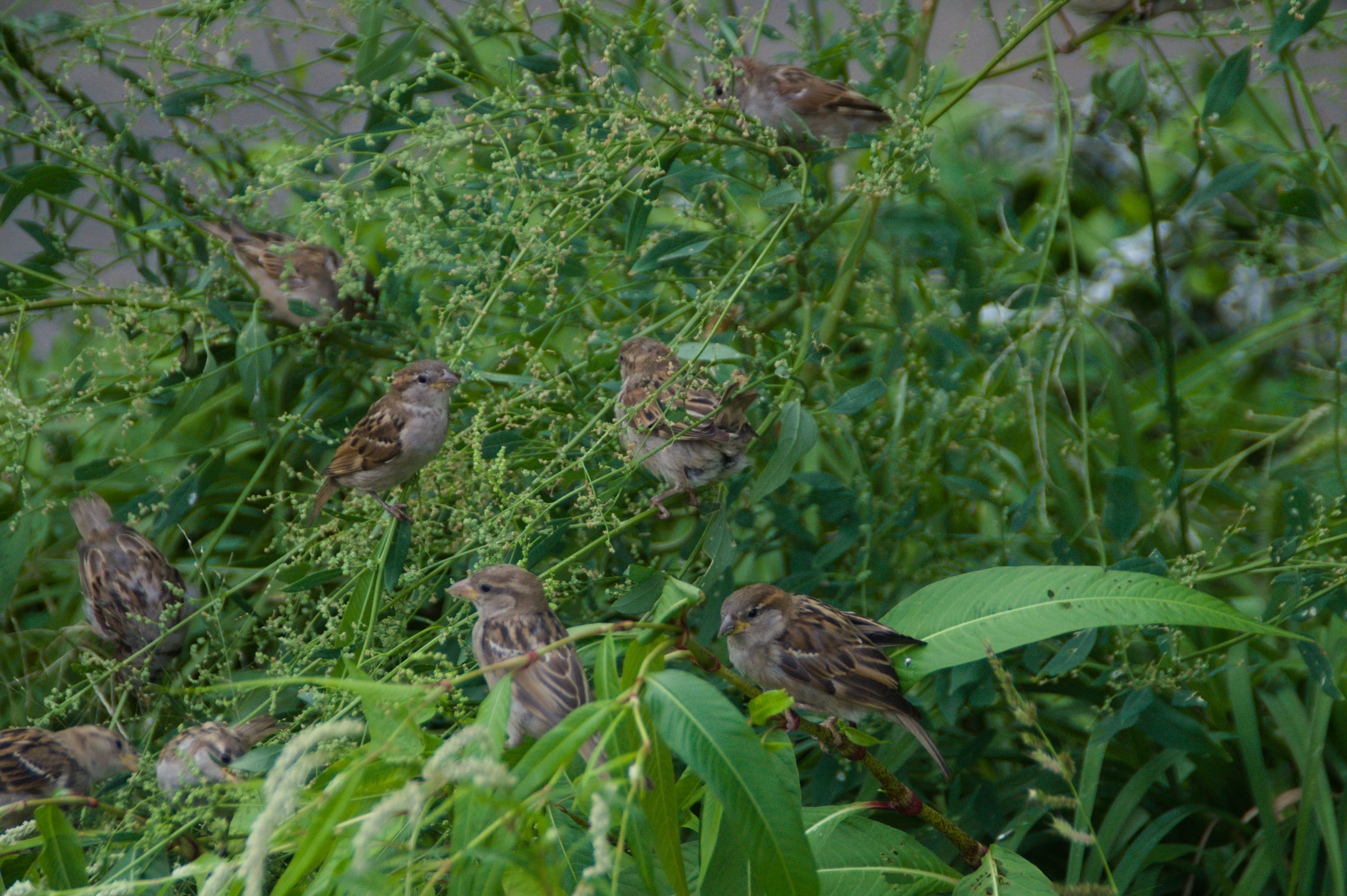 Birds in the bushes