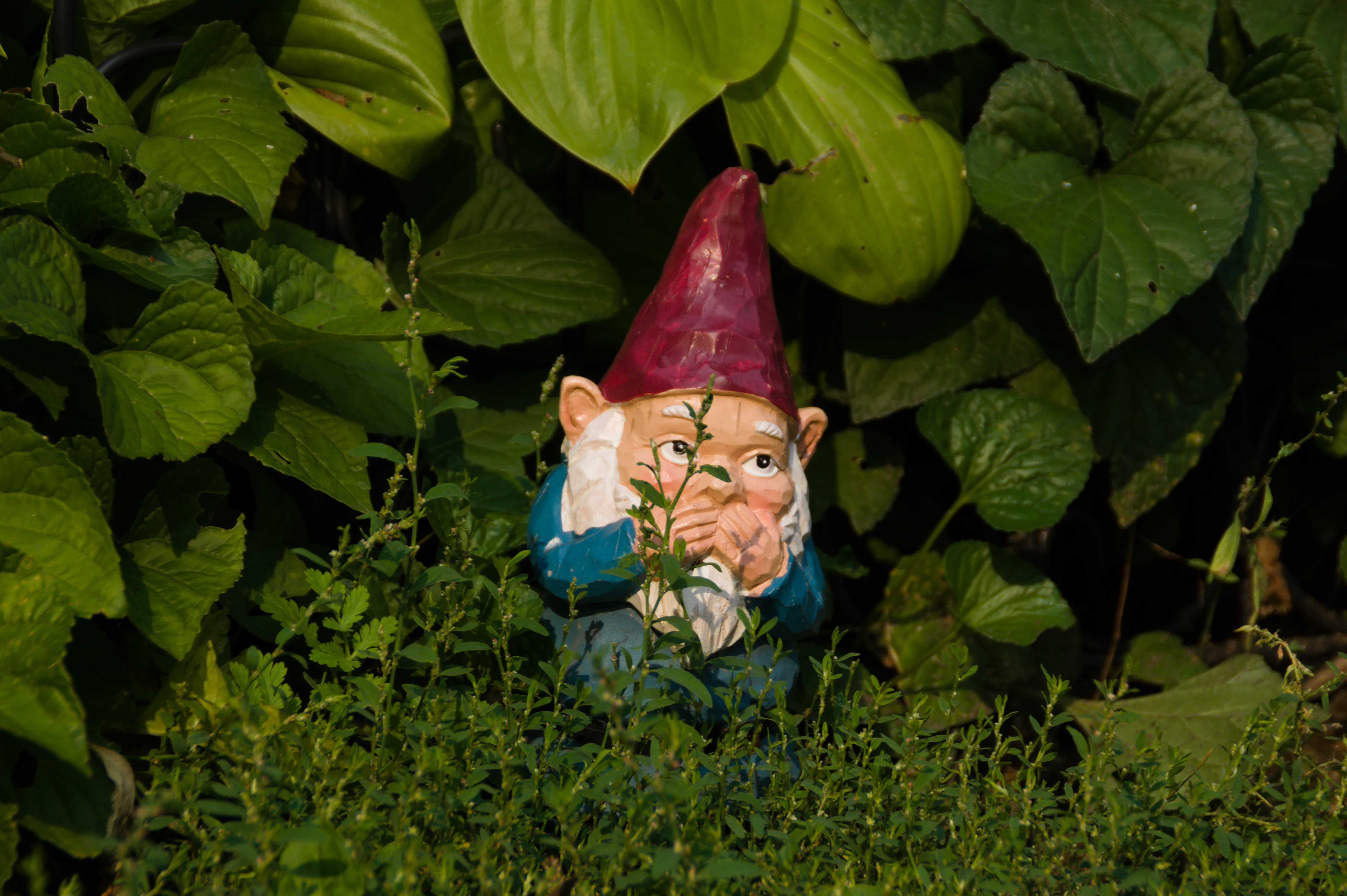 The Gnome in grass